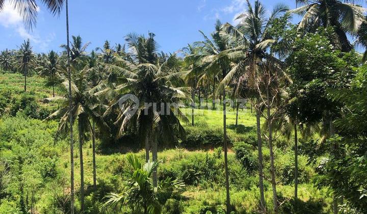 Dijual Tanah 29 Are Di Lombok Ntb It