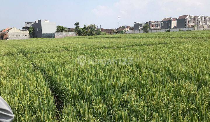 Tanah Sawah Produktif,lokasi Belakang Itn 2, Dijual Cepat di Tasik Madu Kota Malang 1