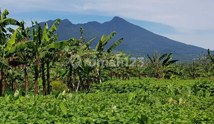 Dijual tanah SHM dengan tanaman buah produktif 8