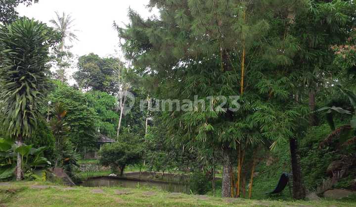 Turun Harga Kavling di Jl. Raya Cijeruk, Bogor Turun Harga Kavling di Jl. Raya Cijeruk, Bogor