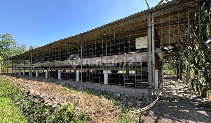 Lahan Perkebunan Seluas 1.6 Hektar di Cijeruk Bogor Lahan Perkebunan Seluas 1.6 Hektar di Cijeruk Bogor