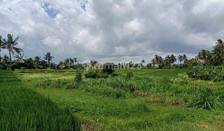 Tanah siap bangun view sawah 1