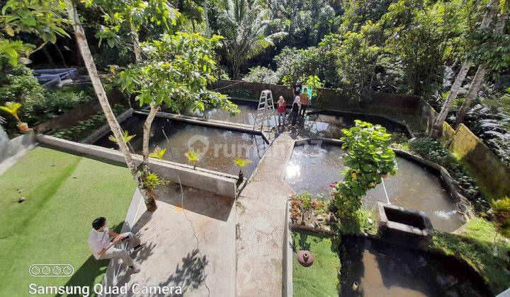 MURAH BANGET...! RUMAH MEWAH MODERN 3 LANTAI DENGAN TANAH LUAS DAN BONUS KOLAM IKAN DI TURI SLEMAN YOGYAKARTA 30