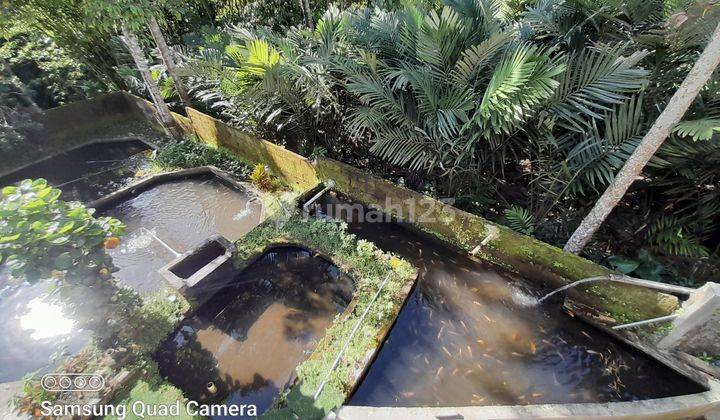 MURAH BANGET...! RUMAH MEWAH MODERN 3 LANTAI DENGAN TANAH LUAS DAN BONUS KOLAM IKAN DI TURI SLEMAN YOGYAKARTA 32