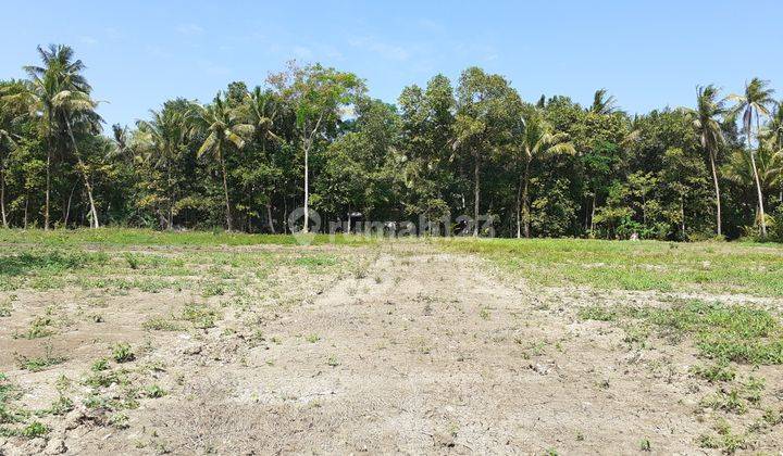 Tanah Di Panjatan Dekat Taman Bendungan Kamijoro SHM Siap Ajb Non Kavlingan Jogja 2