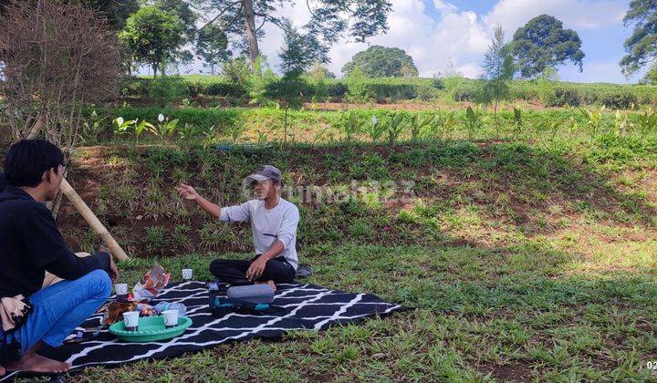 Kavling Kebun Teh Best View Siap Bangun di Puncak Harga Nego! 2