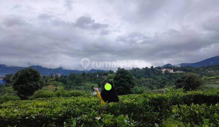 Tanah Kavling Kebun Teh Puncak Siap Bangun  2