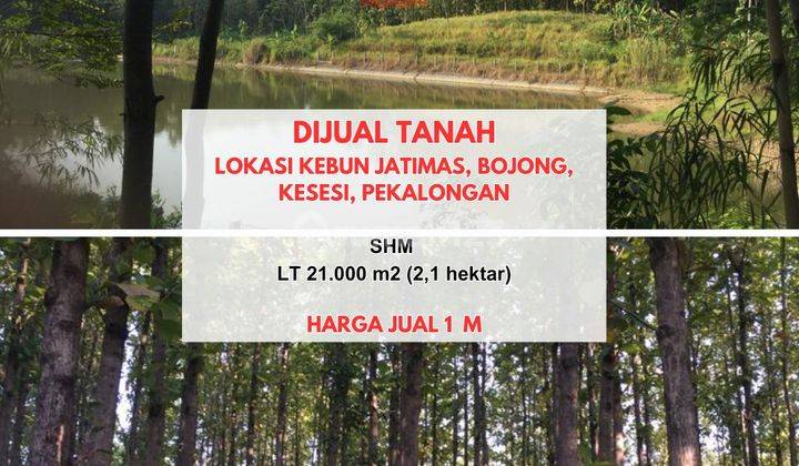 Tanah Lokasi Kebun Jatimas, Kesesi, Pekalongan 1