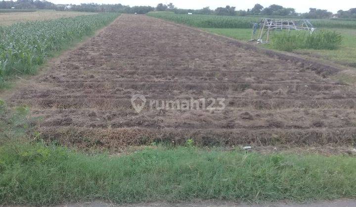 Tanah Siap Olah di Jalan Jatibarang, Brebes  1