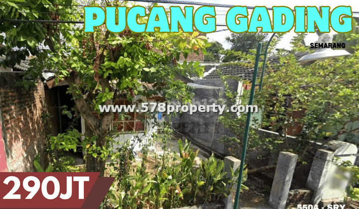 Dijual Segera Rumah Bangunan Lama Pucang Gading, Mranggen, Semarang 1