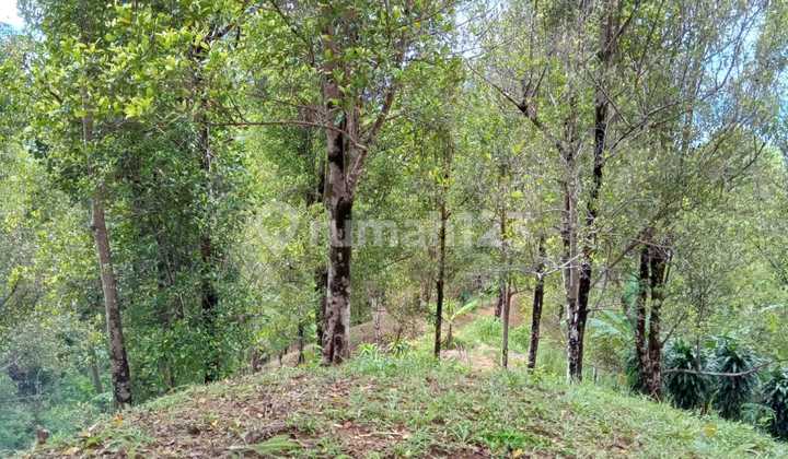 Clove Garden Land in Cisolok, Pelabuhan Ratu, Sukabumi