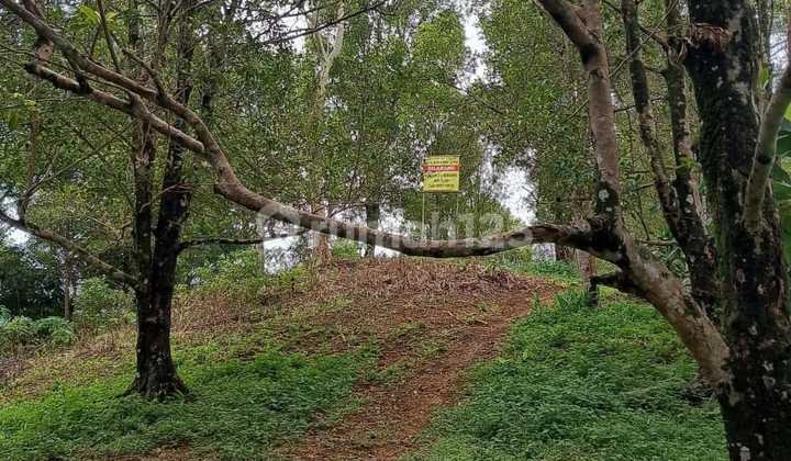 Tanah Kebun Cengkeh di Cisolok Pelabuhan Ratu Sukabumi Tanah Kebun Cengkeh di Cisolok Pelabuhan Ratu Sukabumi