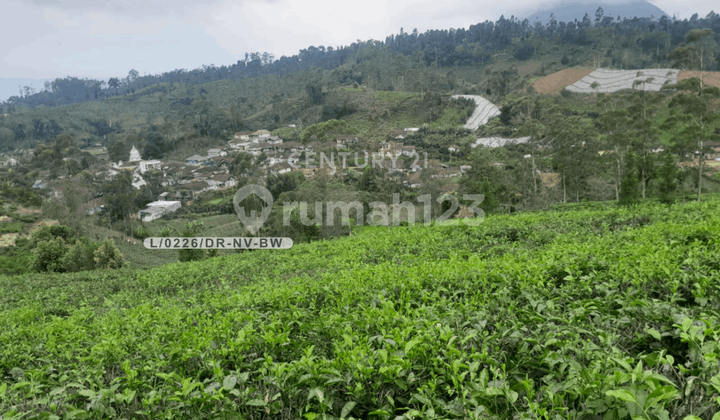 For Sale: Large and Strategic Tea Garden Land in Ciwidey, Bandung