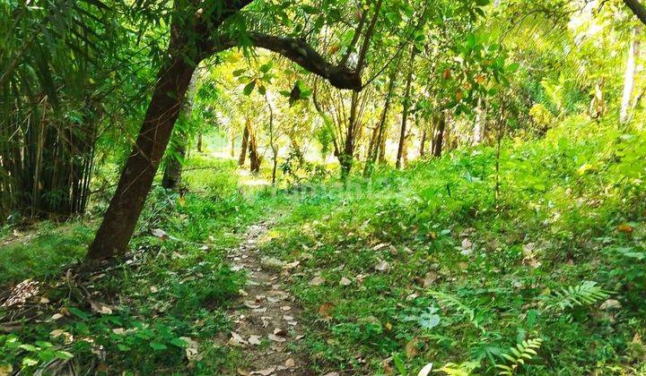 KEBUN SUBUR MURAH LOMBOK UTARA 1