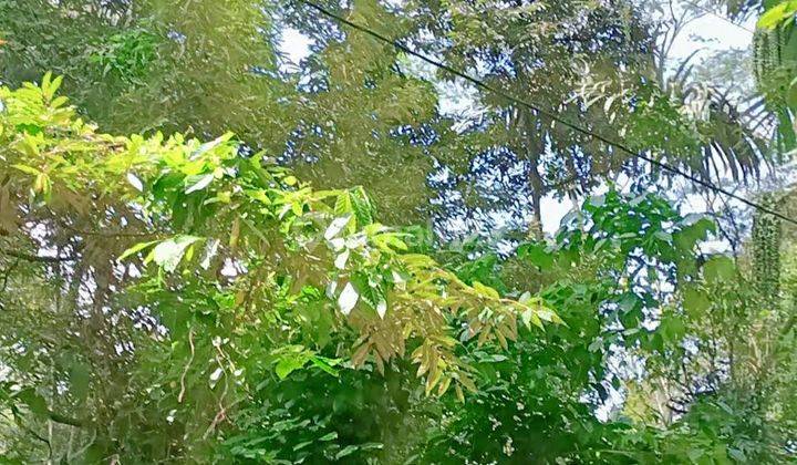 Kebun Durian Murah Pinggir Jl Aspal 1