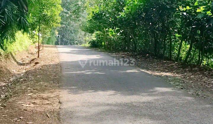 Kebun Durian Murah Pinggir Jl Aspal 2