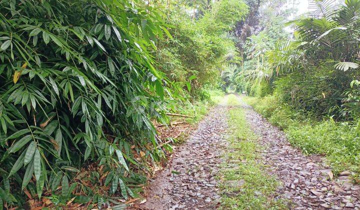 Kebun Bagus Datar Bekas Kandang Ayam 1