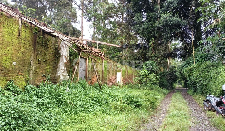 Kebun Bagus Datar Bekas Kandang Ayam 2
