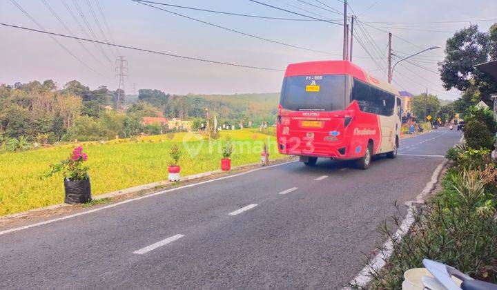 Sawah Murah Pinggir Aspal diLewati Bus Trans 1