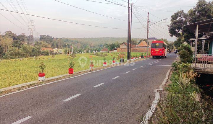 Sawah Murah Pinggir Aspal diLewati Bus Trans 2