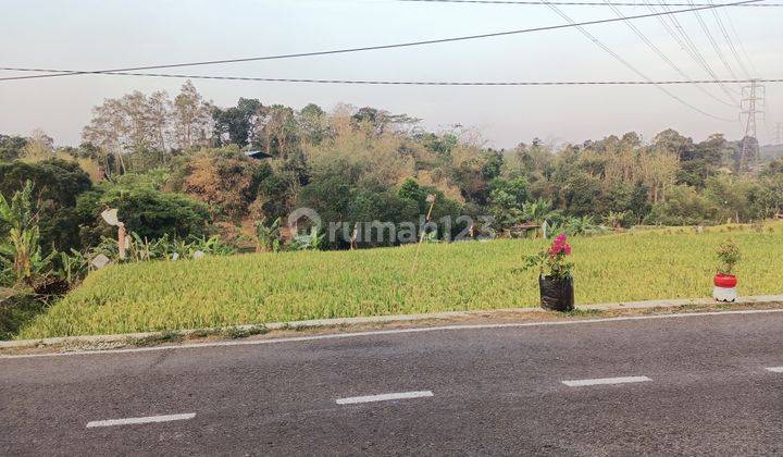 Sawah Murah Pinggir Aspal diLewati Bus Trans 2