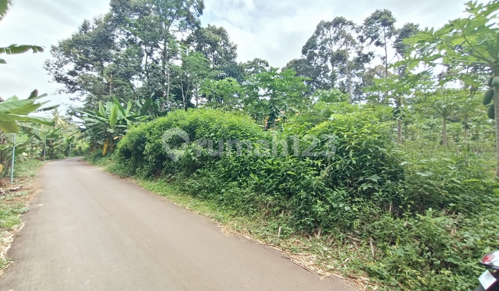 Papaya Garden for Sale in Mijen, Semarang 1