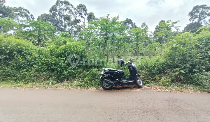 Papaya Garden for Sale in Mijen, Semarang 2