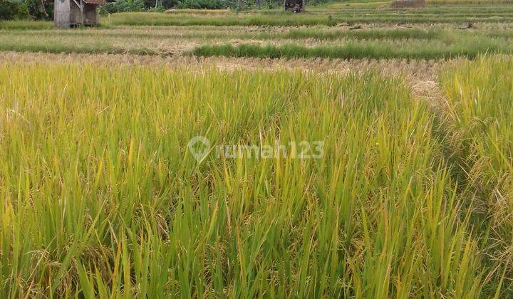 TANAH SAWAH PRODUKTIF SHM DI KADUGEDE KUNINGAN JAWA BARAT 5