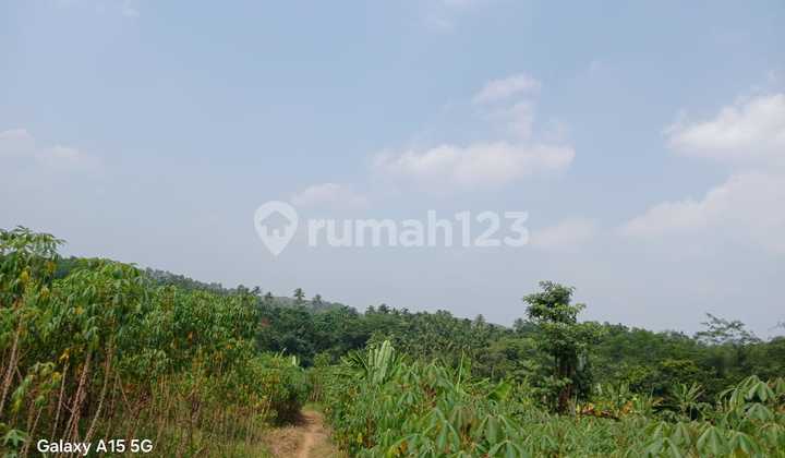 tanah di Kalanganyar-Lebak-Banten tanah di Kalanganyar-Lebak-Banten