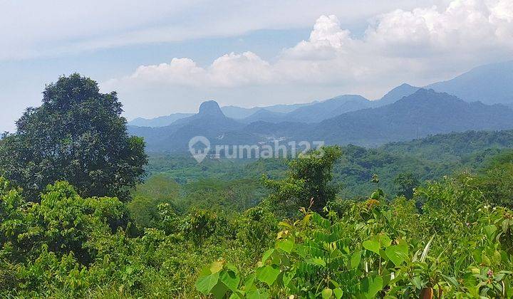 Tanah Cariu 1.2 Hektar Hanya Rp 350 Ribu Per Meter 2