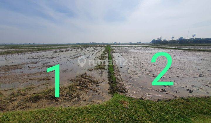 Jual Murah Sawah Produktif di Sumberreja, investasi yg menguntungkan, Pebayuran, Bekasi 1