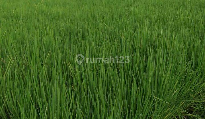 Jual Murah Sawah Produktif di Sumberreja, investasi yg menguntungkan, Pebayuran, Bekasi 5