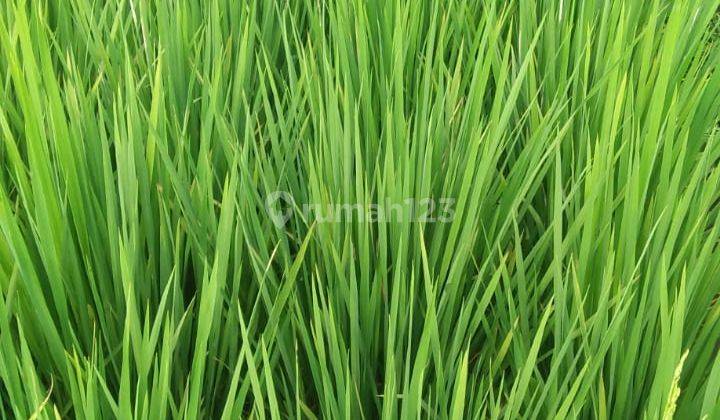 Jual Murah Sawah Produktif di Sumberreja, investasi yg menguntungkan, Pebayuran, Bekasi 4