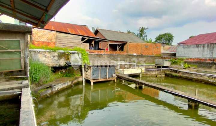 Dijual Rumah Beserta Kolam Penangkaran Ikan Mujair Talang Keramat Banyuasin 2