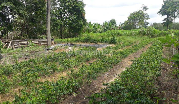  Dijual Murah Tanah Luas 2 Belakang Smpn 1 Indralaya Utara Desa Parit Jaya Indralaya 1