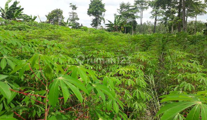  Dijual Murah Tanah Luas 2 Belakang Smpn 1 Indralaya Utara Desa Parit Jaya Indralaya 2