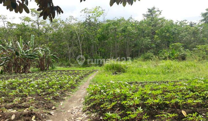 Dijual Murah Tanah Luas 2 Belakang Smpn 1 Indralaya Utara Desa Parit Jaya Indralaya 7