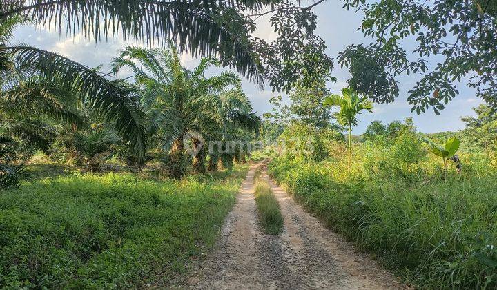 Dijual Tanah 1,2 Ha Pangkalan Benteng Sukamoro Talang Kelapa 1