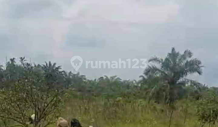 DIJUAL TANAH PLUS KEBUN SAWIT KAWASAN MARIANA BANYUASIN 2