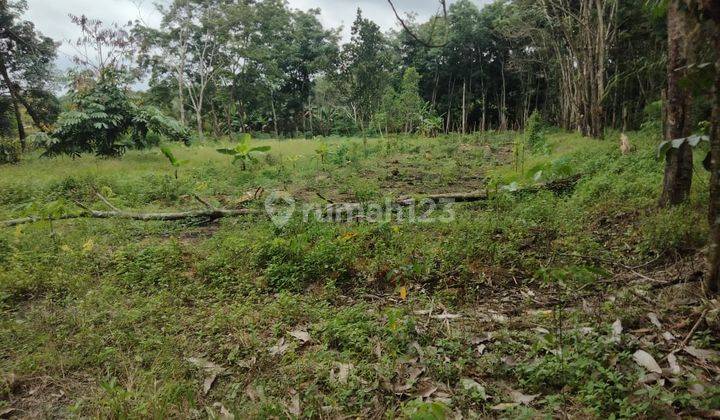 DIJUAL TANAH KEBUN JALAN PADAT KARYA TALANG BULUH BANYUASIN 1