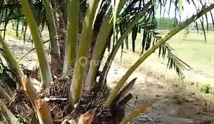 Dijual Lahan Kebun Sawit Siap Panen Tanjung Api Api Banyuasin 2