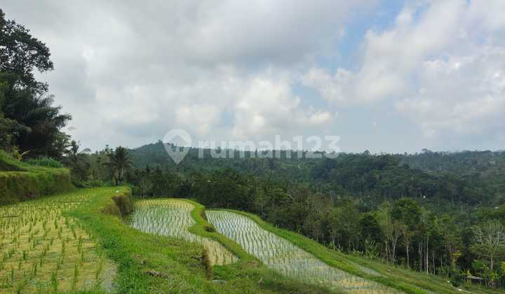 Dijual Lahan Lokasi Payangan Utara Ubud View Lembah Dan Sawah Dijual Lahan Lokasi Payangan Utara Ubud View Lembah Dan Sawah