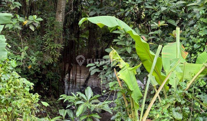 Dijual Lahan Los Sungai Lokasi Ubud View Sawah Sungai Dan Jungle 1