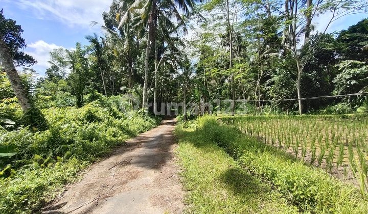 Tanah view lembah dan sungai dekat ubud dan harga dibawah pasaran dengan akses jalan aspal sangat cocok untuk villa dan hunian asri dan udara sejuk  3