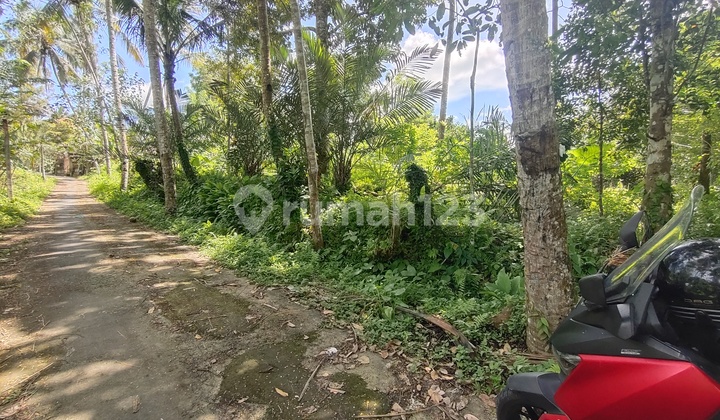 Tanah view lembah dan sungai dekat ubud dan harga dibawah pasaran dengan akses jalan aspal sangat cocok untuk villa dan hunian asri dan udara sejuk  4