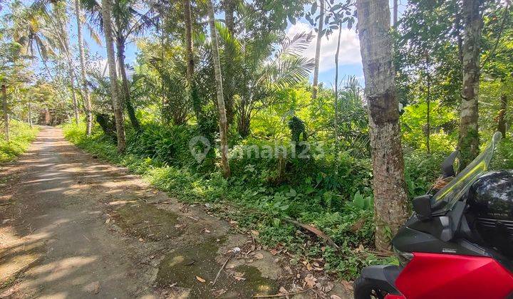 Tanah view lembah dan sungai dekat ubud dan harga dibawah pasaran dengan akses jalan aspal sangat cocok untuk villa dan hunian asri dan udara sejuk  9