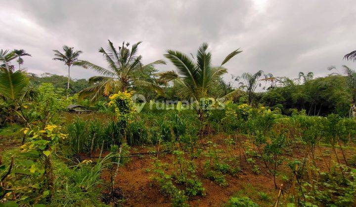 Dijual lahan murah di Kerta Gianyar Bali view jungle/hutan 2