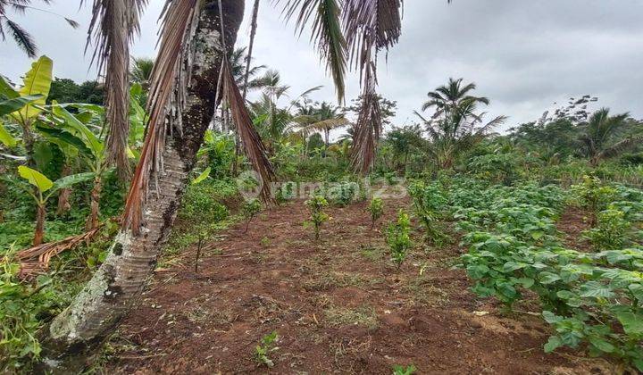 Dijual lahan murah di Kerta Gianyar Bali view jungle/hutan 2