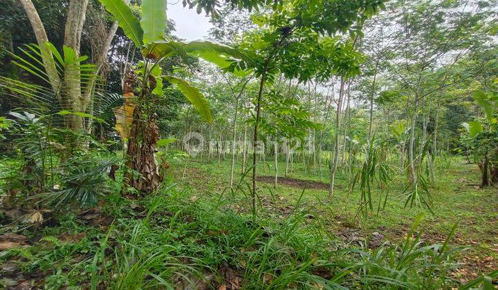 Dijual lahan murah di Taro Gianyar view hutan 1