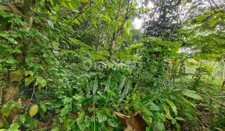 Dijual lahan murah di Taro Gianyar view hutan 2